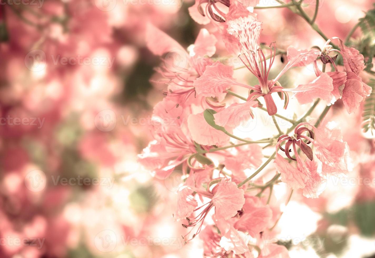 tono de color dulce de flor llamativa foto