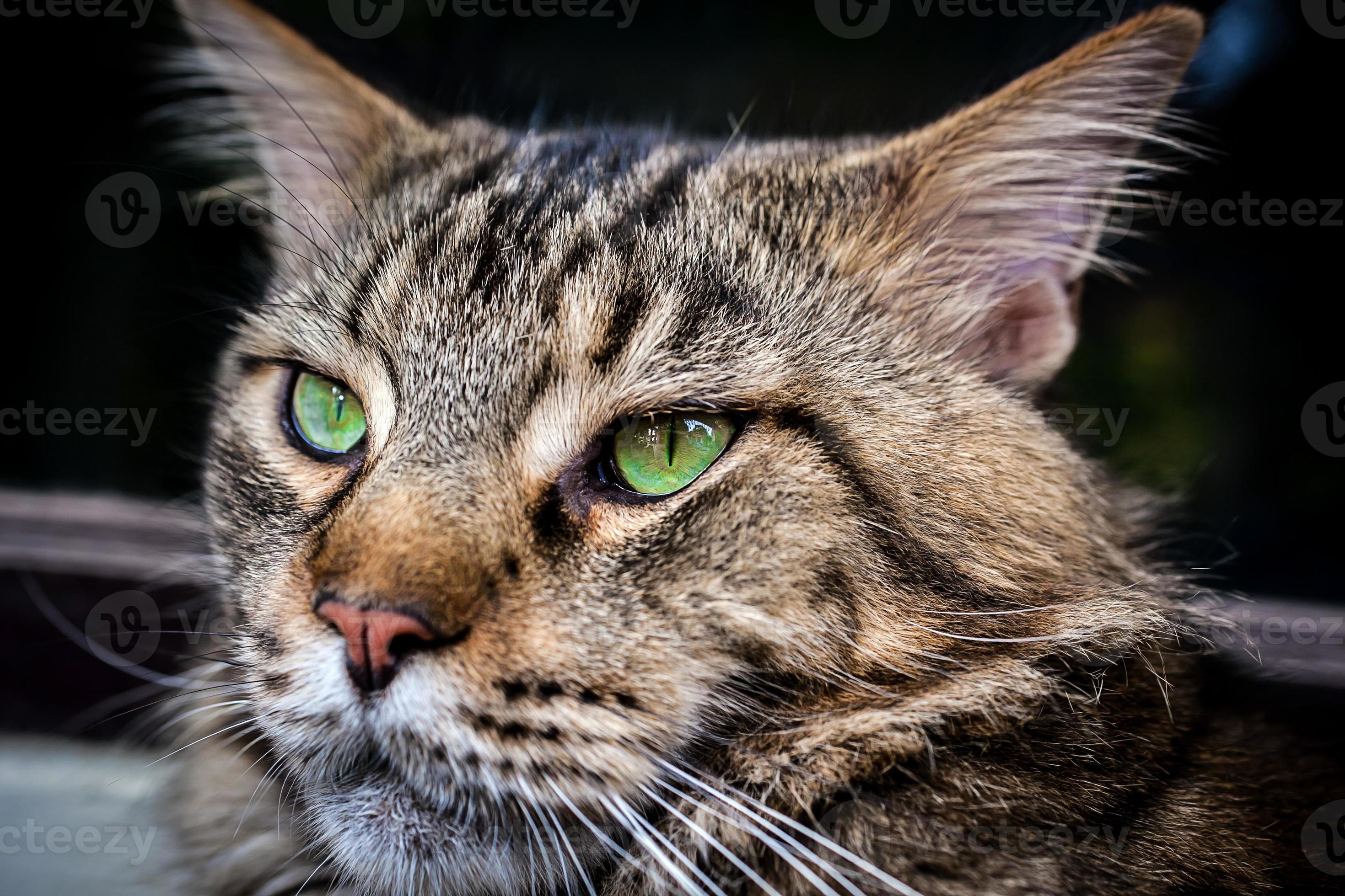 Closeup of Maine Coon black tabby cat with green eyes 848573 Stock