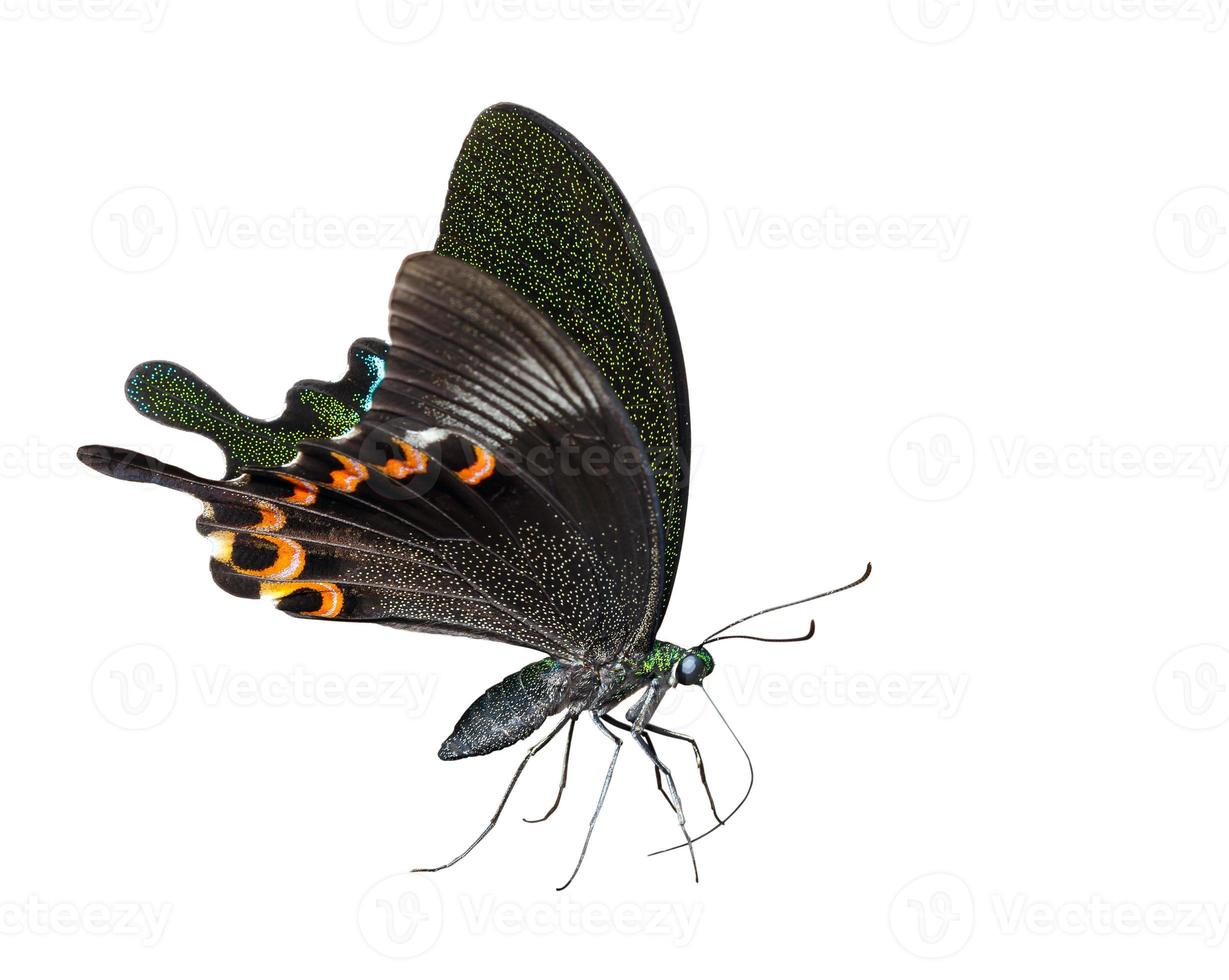 Isolated Paris peacock butterfly sucking food photo