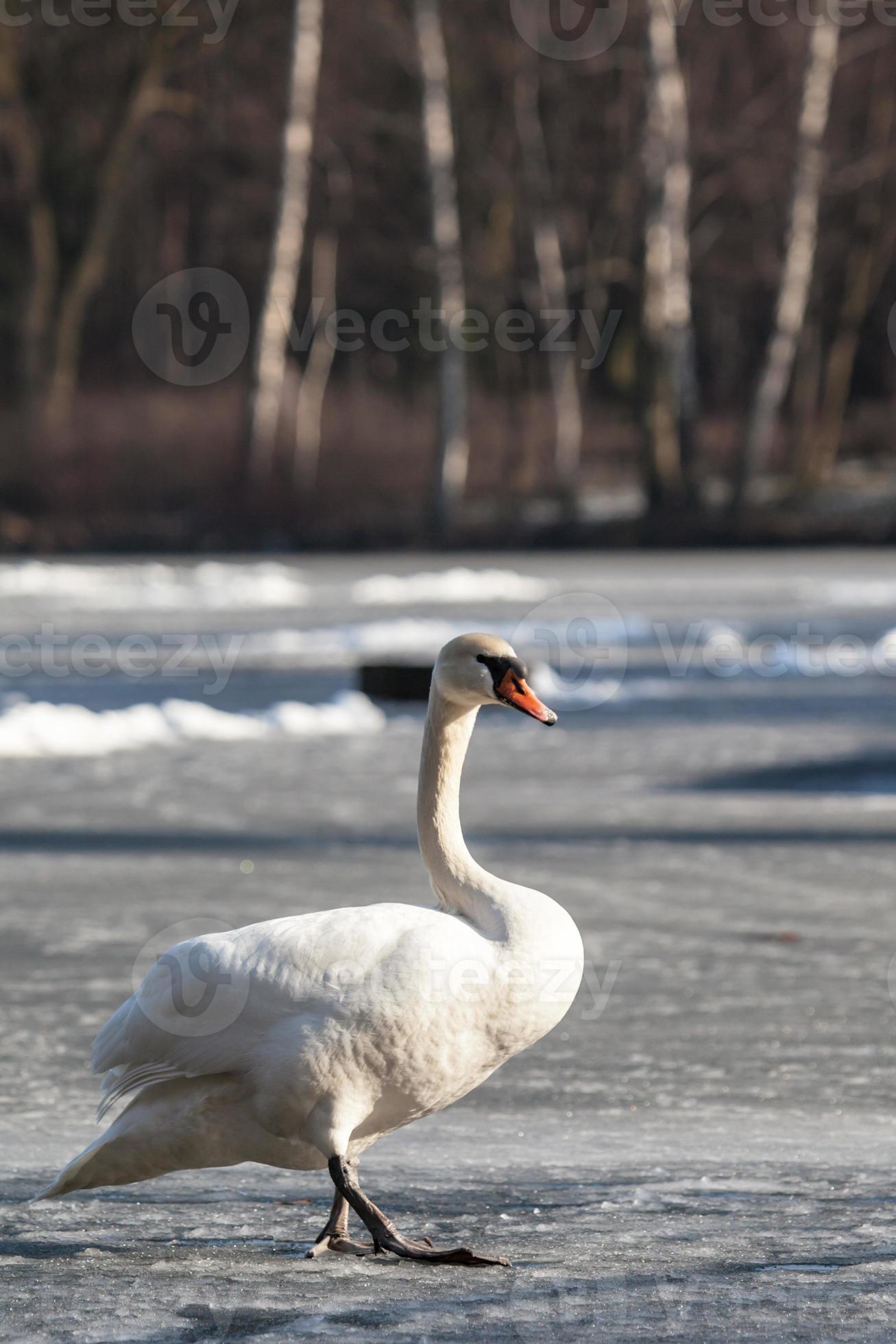 Mute Swan walking in the natural winter environment. 848694 Stock Photo at Vecteezy