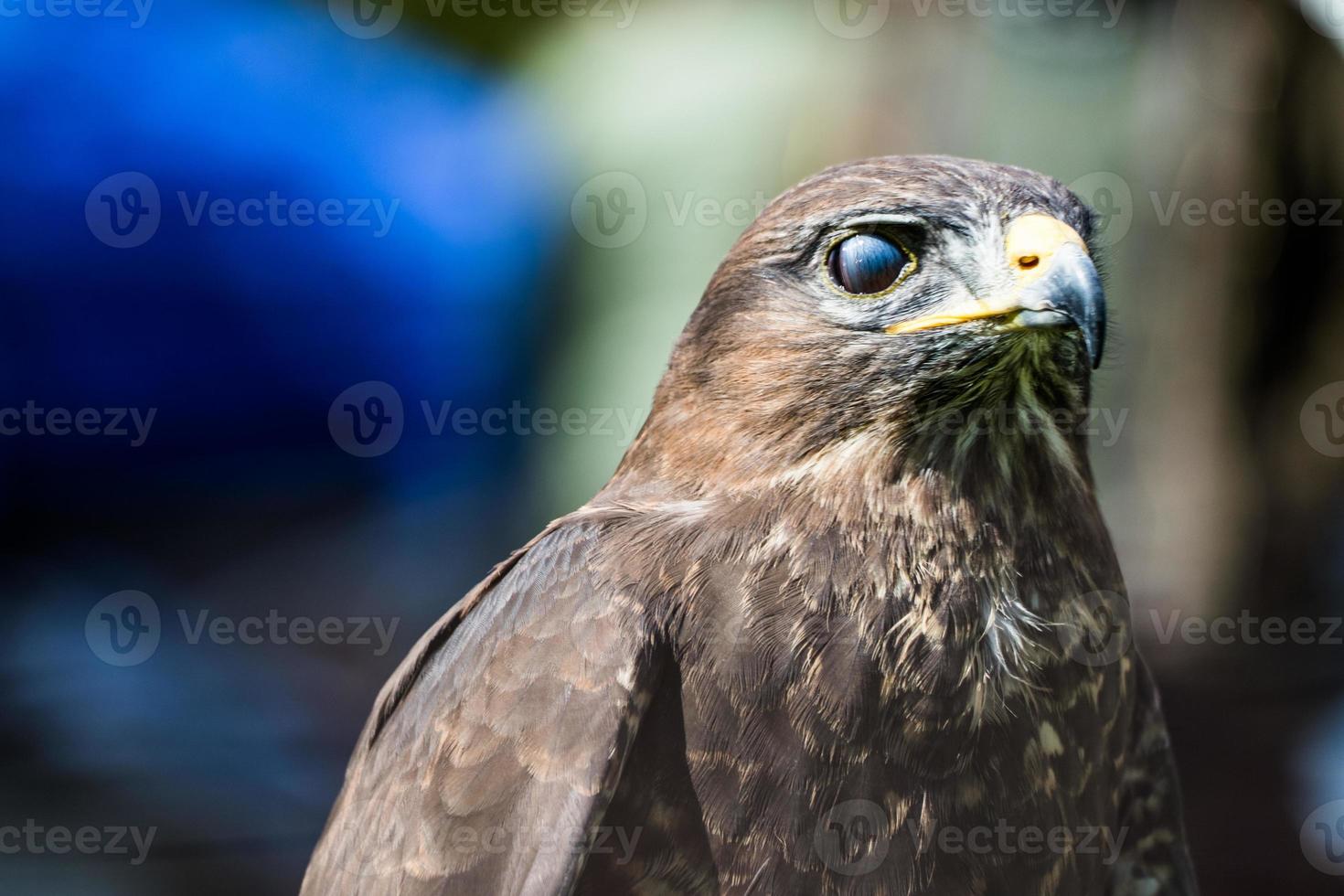 Falcon photo