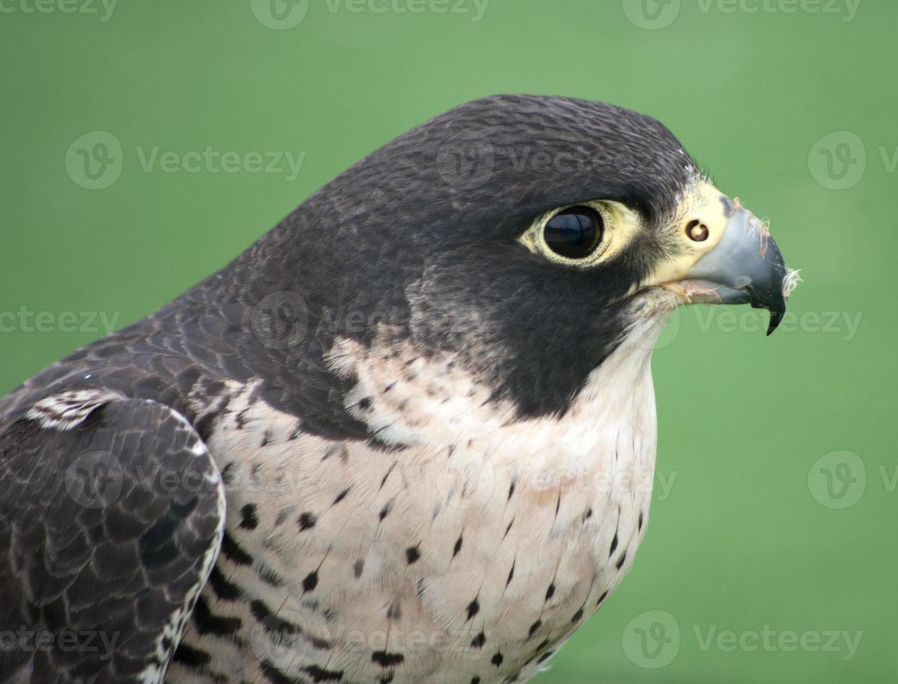 Peregrine Falcon Portrait photo