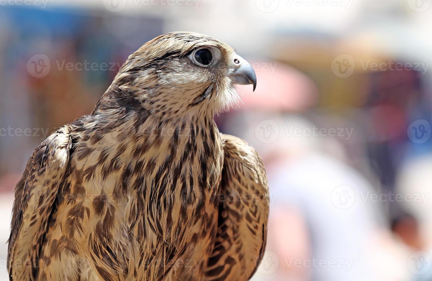 Falcon photo