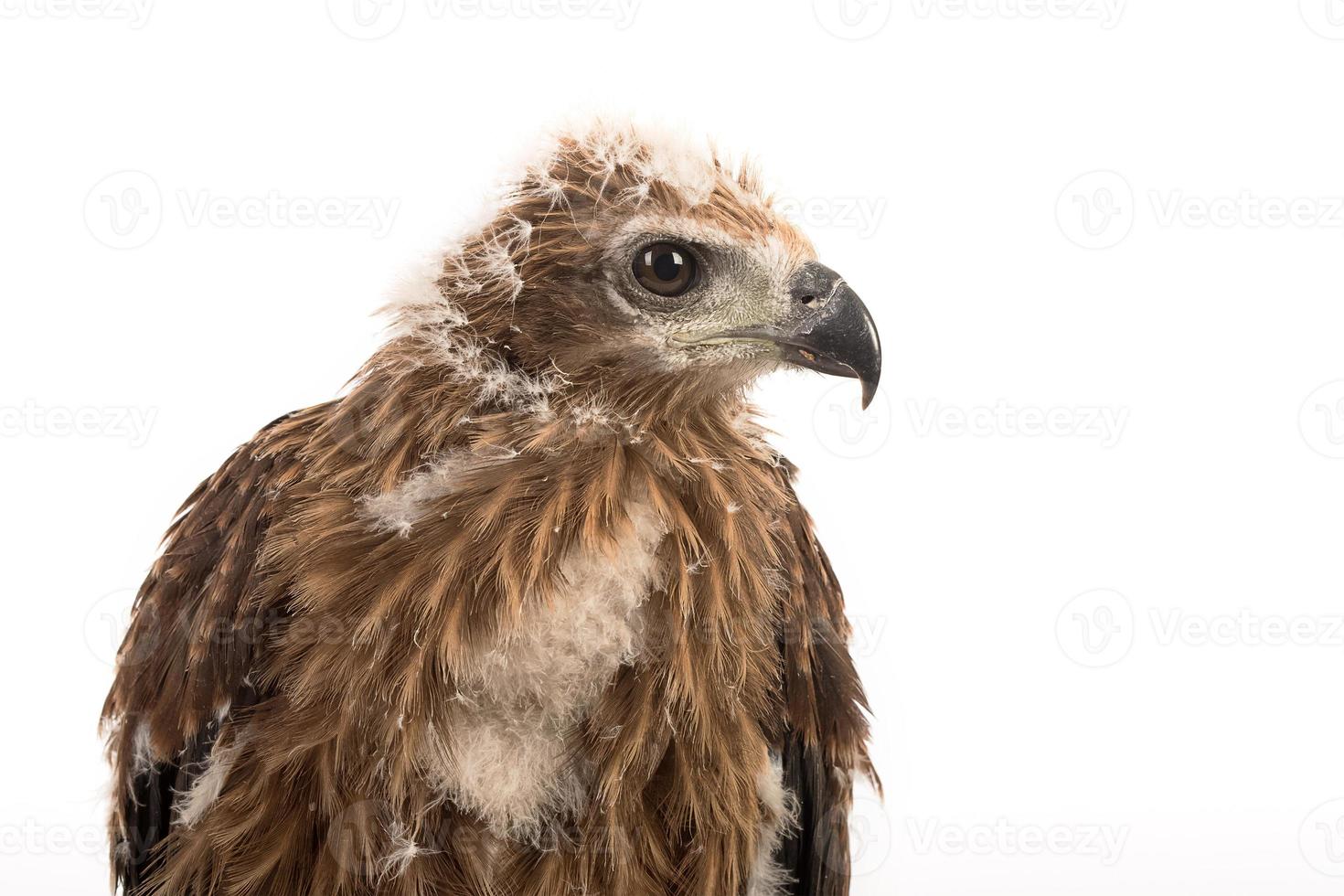 Young Brahminy Kite , Red-backed Sea-eagle photo
