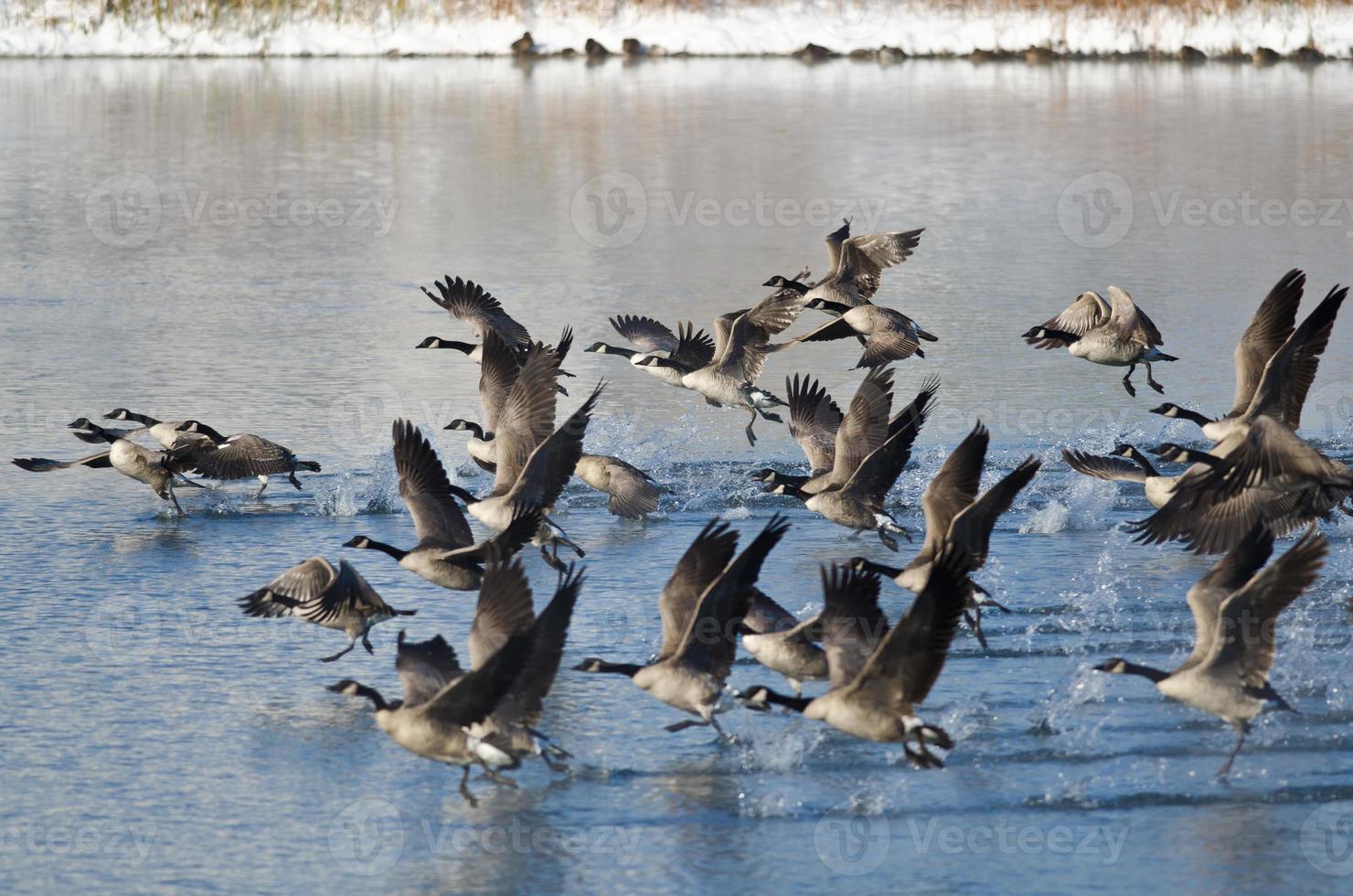 gansos de canadá tomando vuelo desde un lago de invierno foto