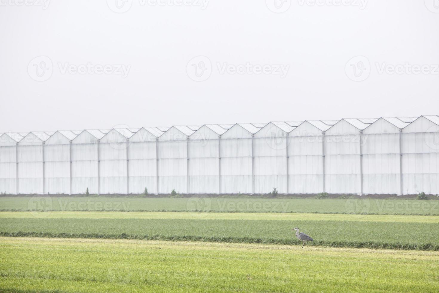 Garza real en prado holandés con invernaderos foto