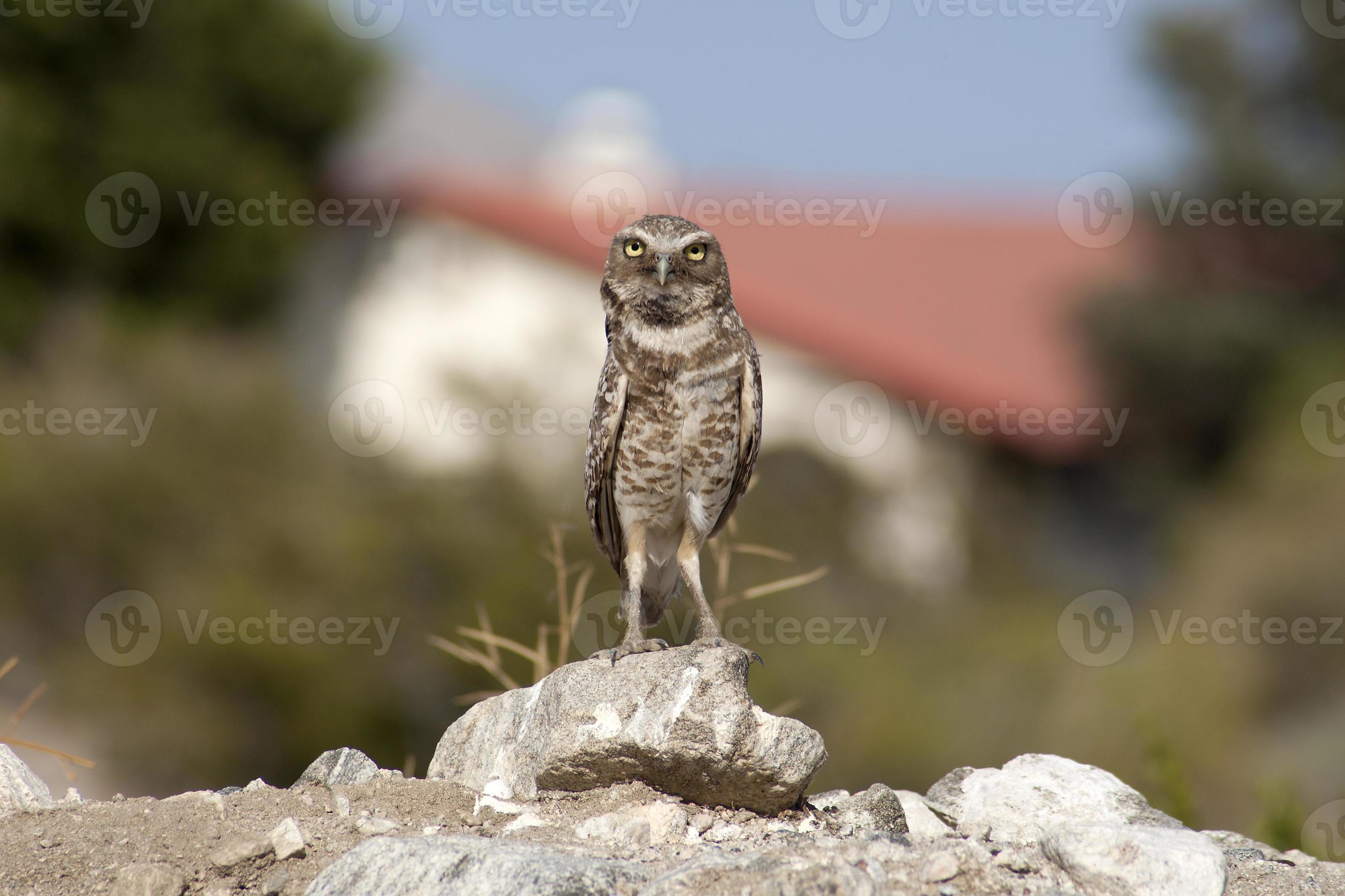 Burrowing Owl stare down photo