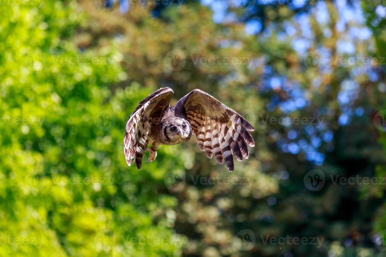 Flying Owl photo