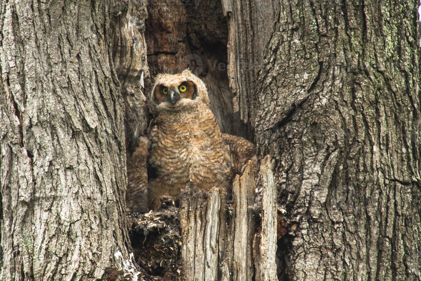 Cute Baby Great Horned Owl In Old Tree 849425 Stock Photo at Vecteezy