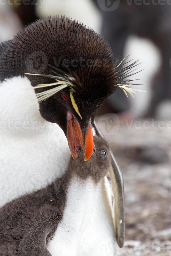 Rockhopper Penguin and her chick photo