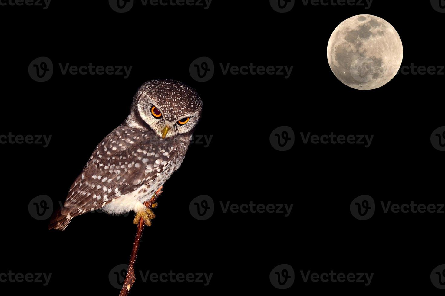 owl night bird photo