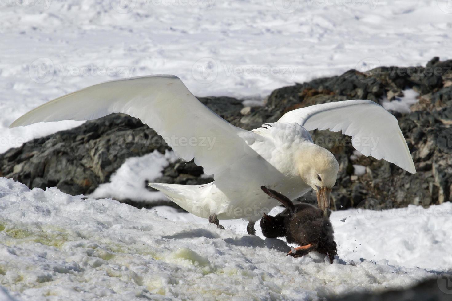 southern giant petrel white morphs who eats Adelie penguin chick photo