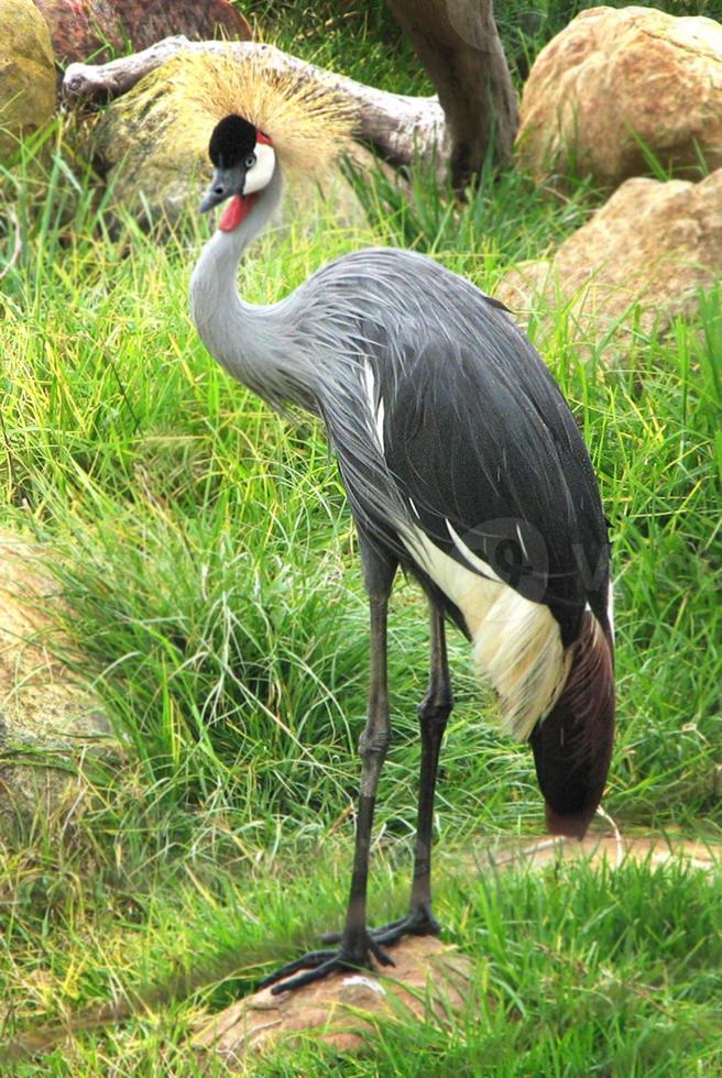 African Black Crowned Crane photo