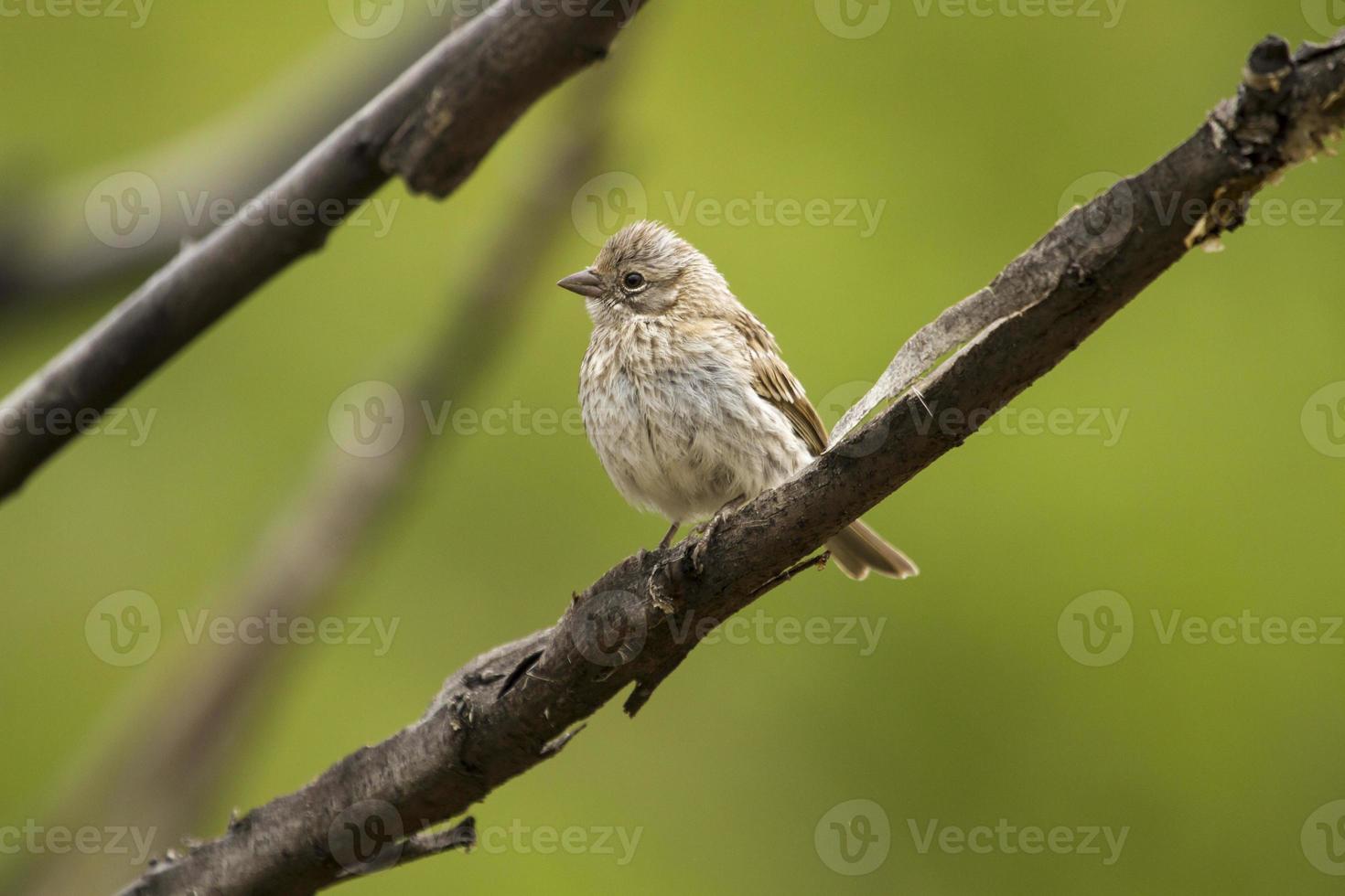 Bird on a branch, branching with green background. 849757 Stock Photo