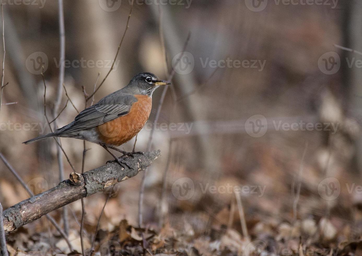 American robin on branch photo