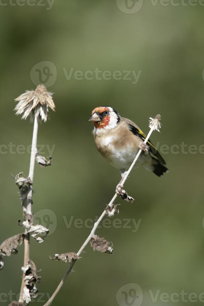 Goldfinch,Carduelis cardueliss photo