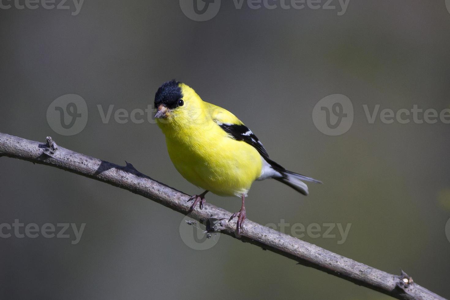 American Goldfinch - Male photo