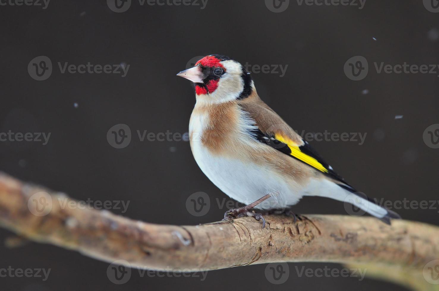 Goldfinch on a twig photo