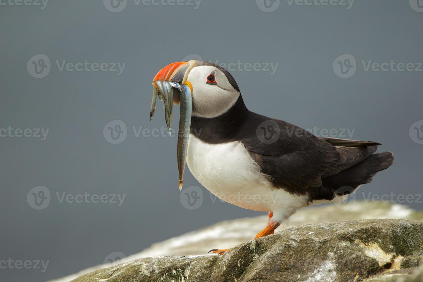 Puffin with fish, Farne Islands, Northumberland, UK photo