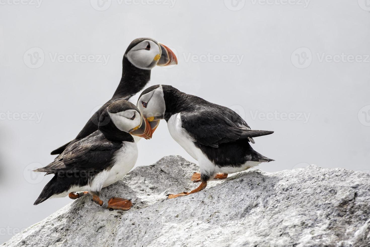 Puffin Greeting photo