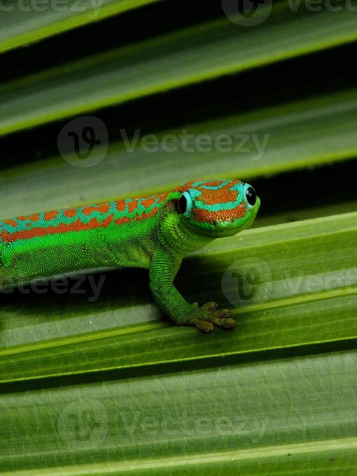 Gecko posing photo