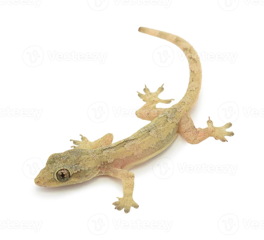 house lizard