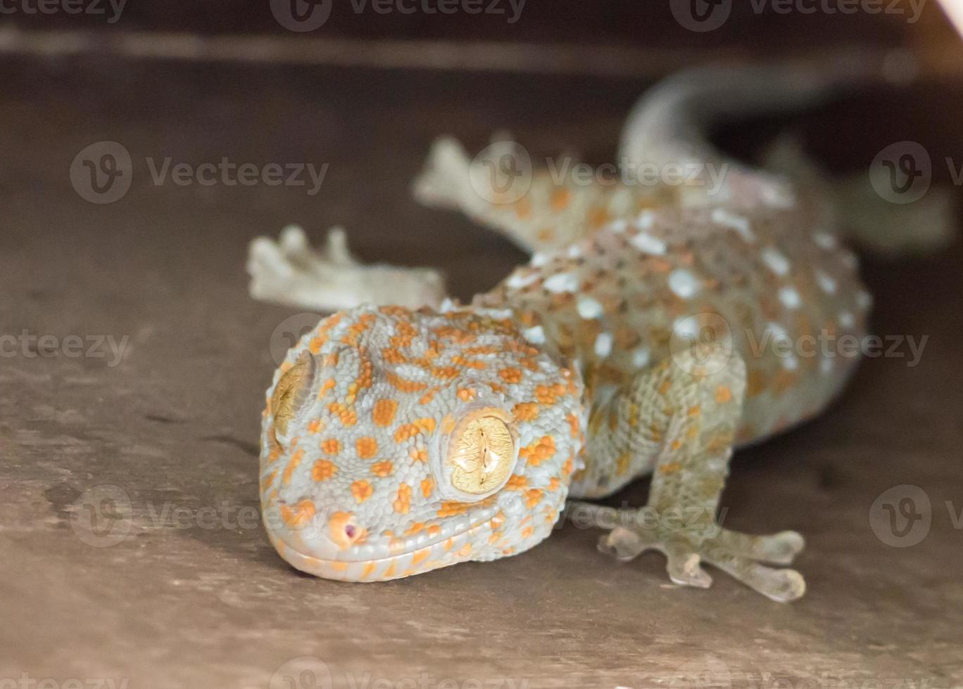 Common house Tropical Gecko climbing on wall 850083 Stock Photo at Vecteezy