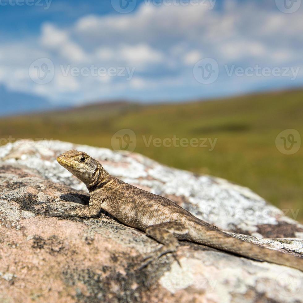 Lizard in road to Mount Roraima - Venezuela, Latin America 850088 Stock Photo at Vecteezy Lizard in road to Mount Roraima - Venezuela, Latin America 850088 Stock Photo at Vecteezy