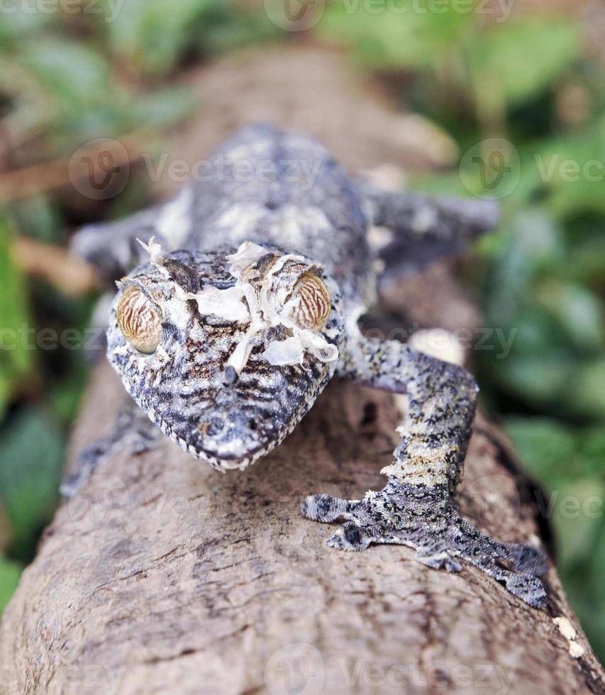 Mossy leaf-tailed gecko (Uroplatus sikorae) camouflaged on a tre photo