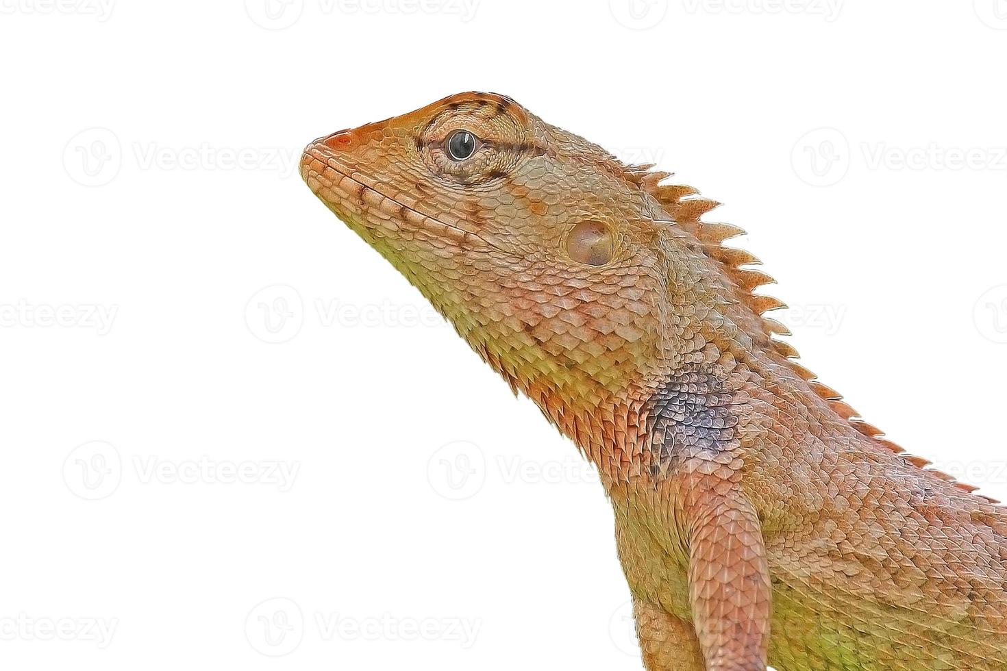 Lizard photo