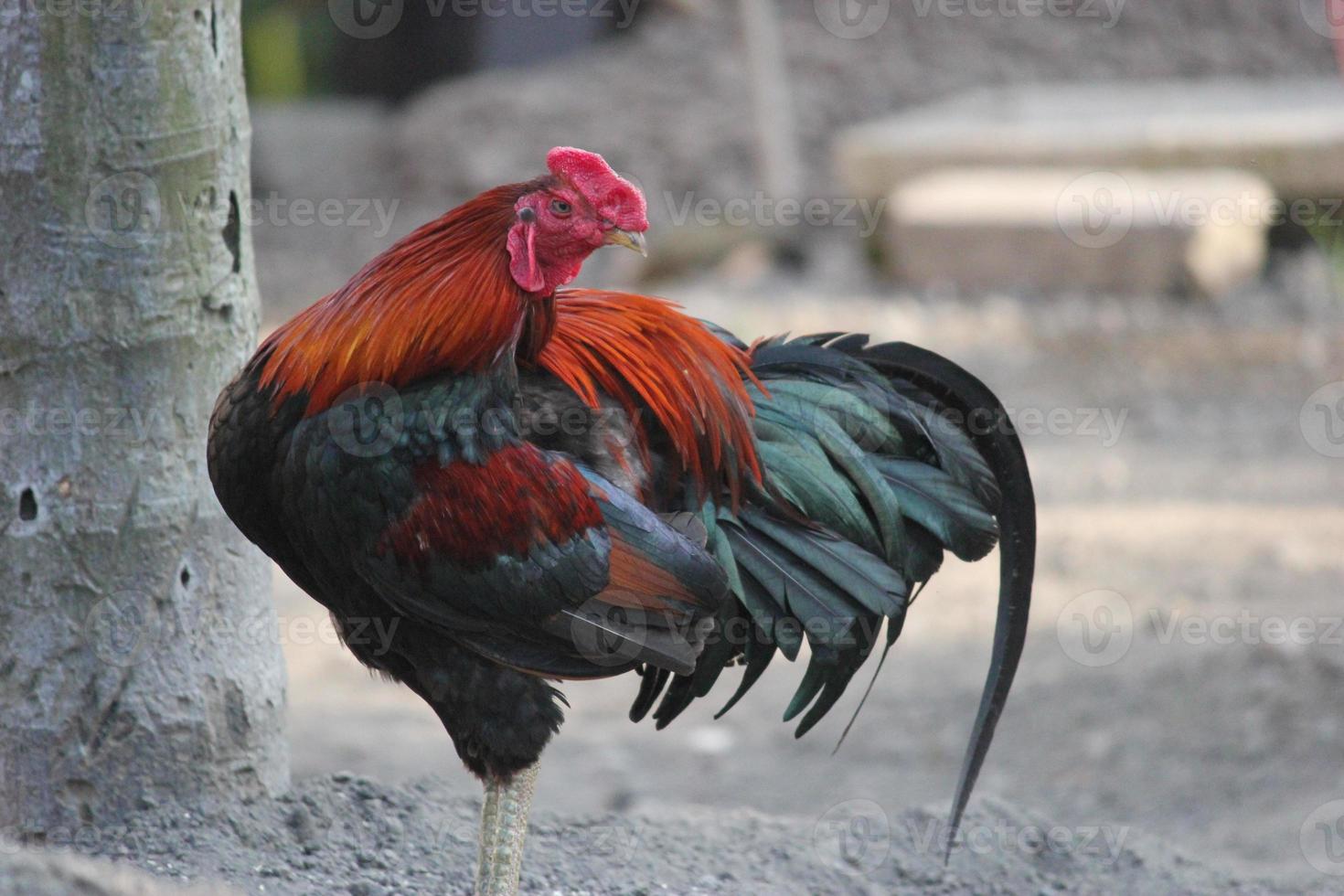 Colorful Rooster in Street (Campuhan, Bali) photo