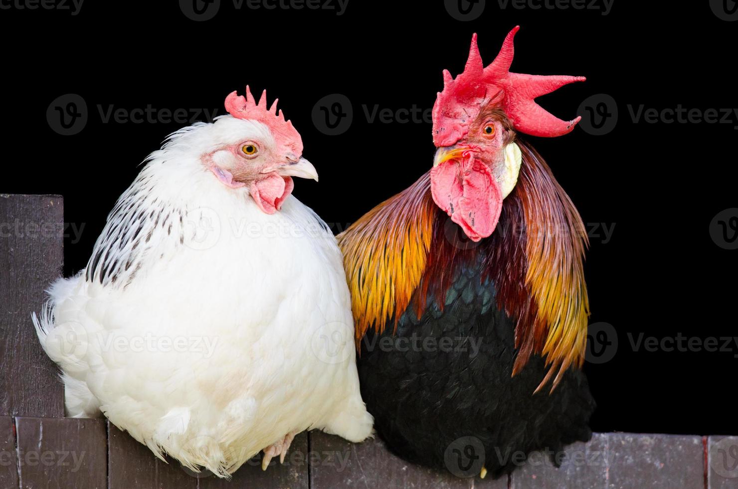 gallo y gallina pareja 850231 Foto de stock en Vecteezy gallo y gallina pareja 850231 Foto de stock en Vecteezy