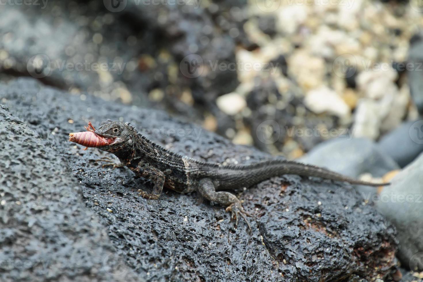 Galapagos Lava Lizard (Microlophus albemarlensis) photo