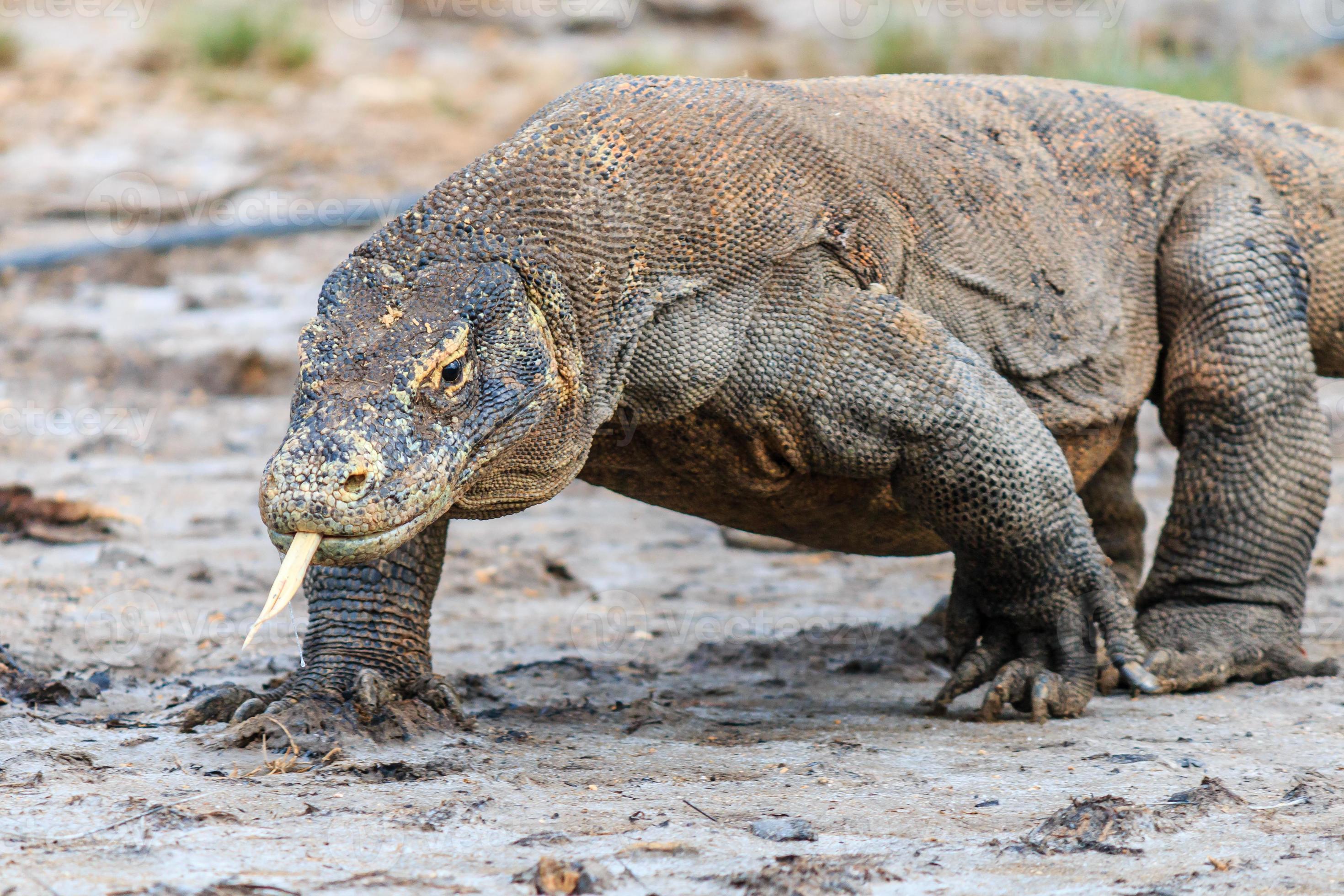 Large Komodo Dragon on Rinca island 850322 Stock Photo at Vecteezy Large Komodo Dragon on Rinca island 850322 Stock Photo at Vecteezy