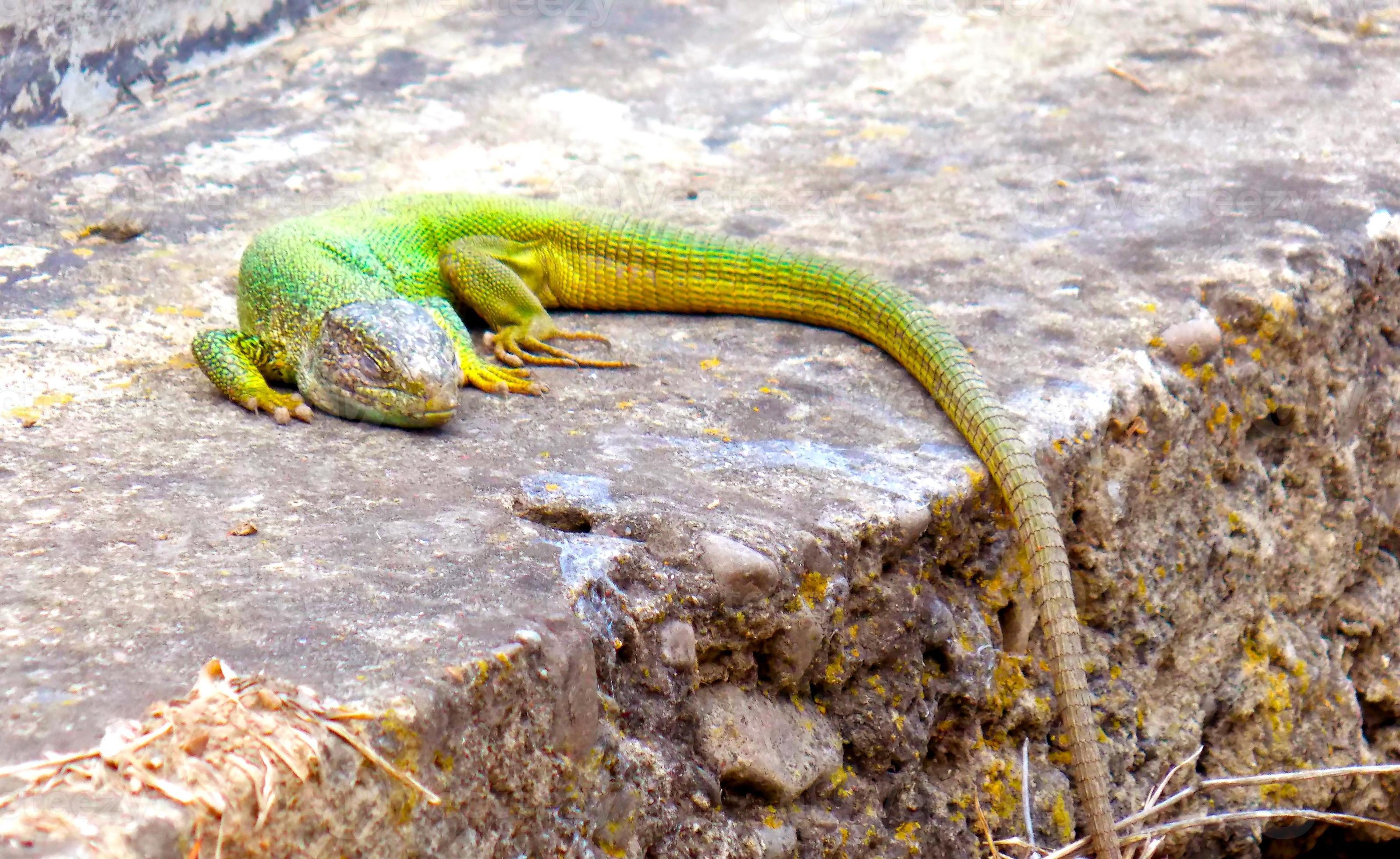 Sleeping lizard 850356 Stock Photo at Vecteezy