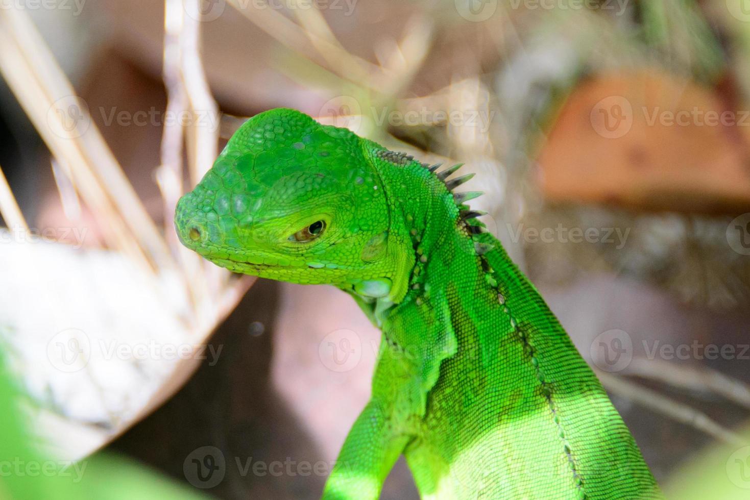 iguana verde bebé foto