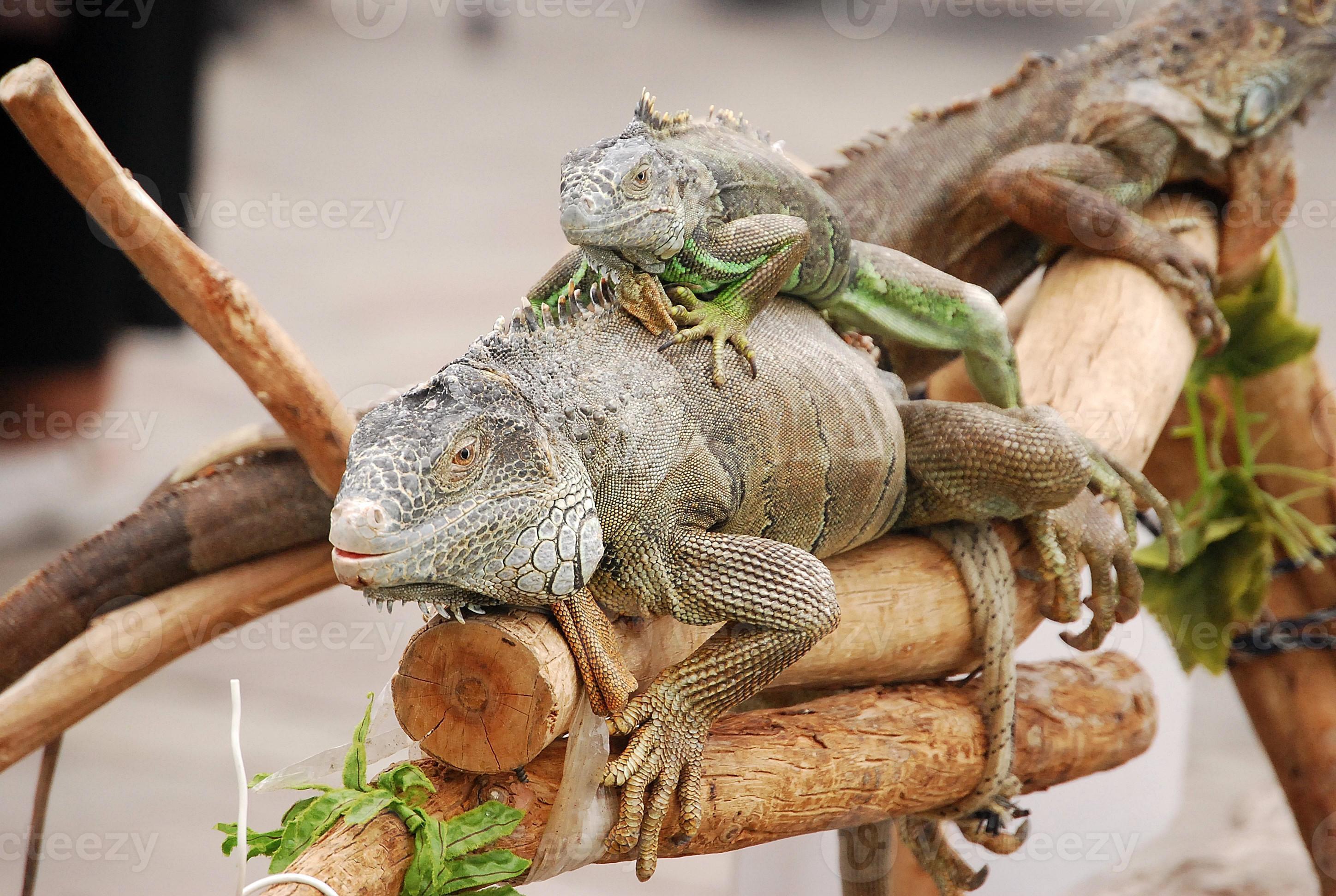 Mom and baby lizards 850422 Stock Photo at Vecteezy