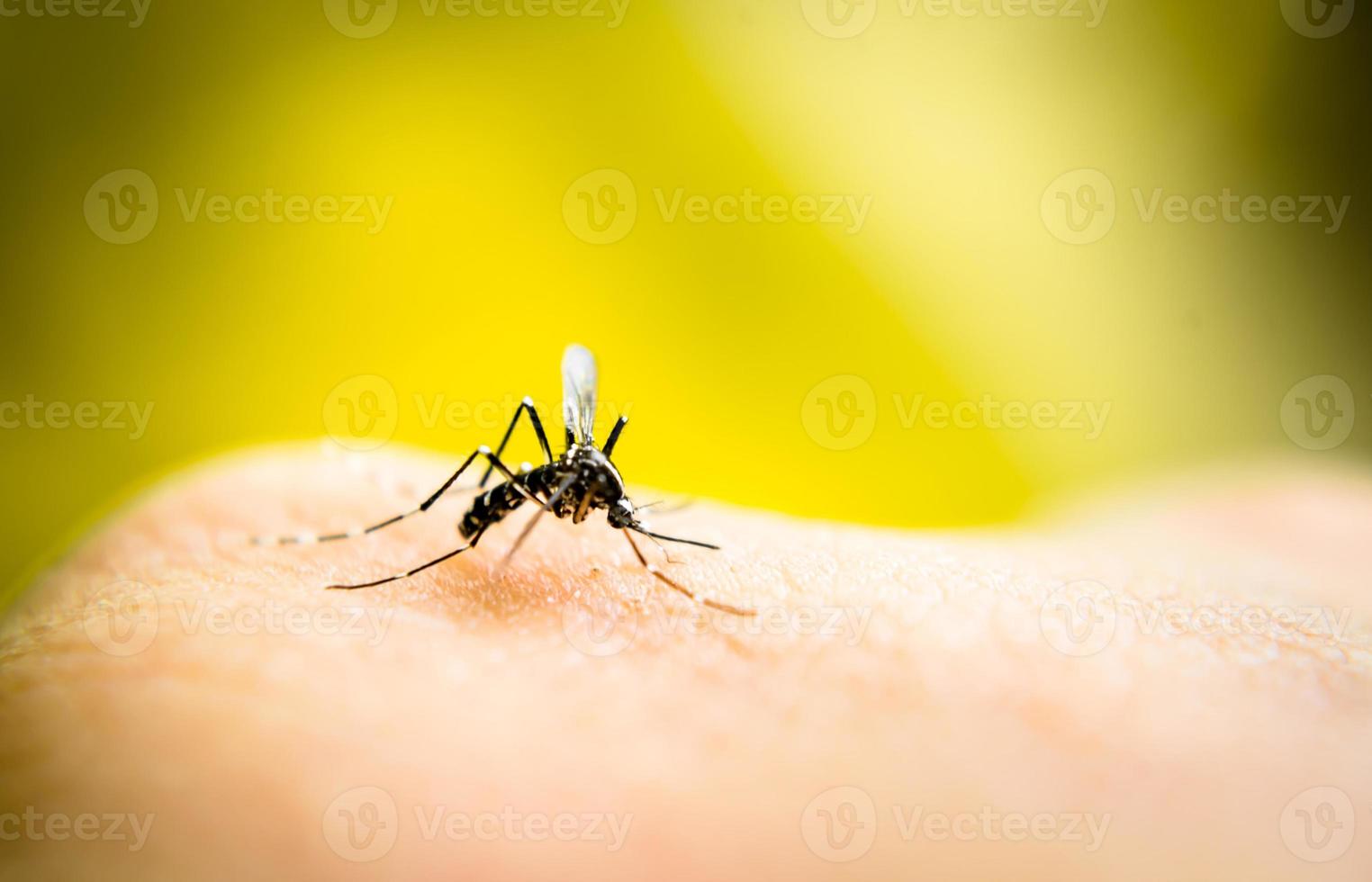 Mosquito sucking blood photo