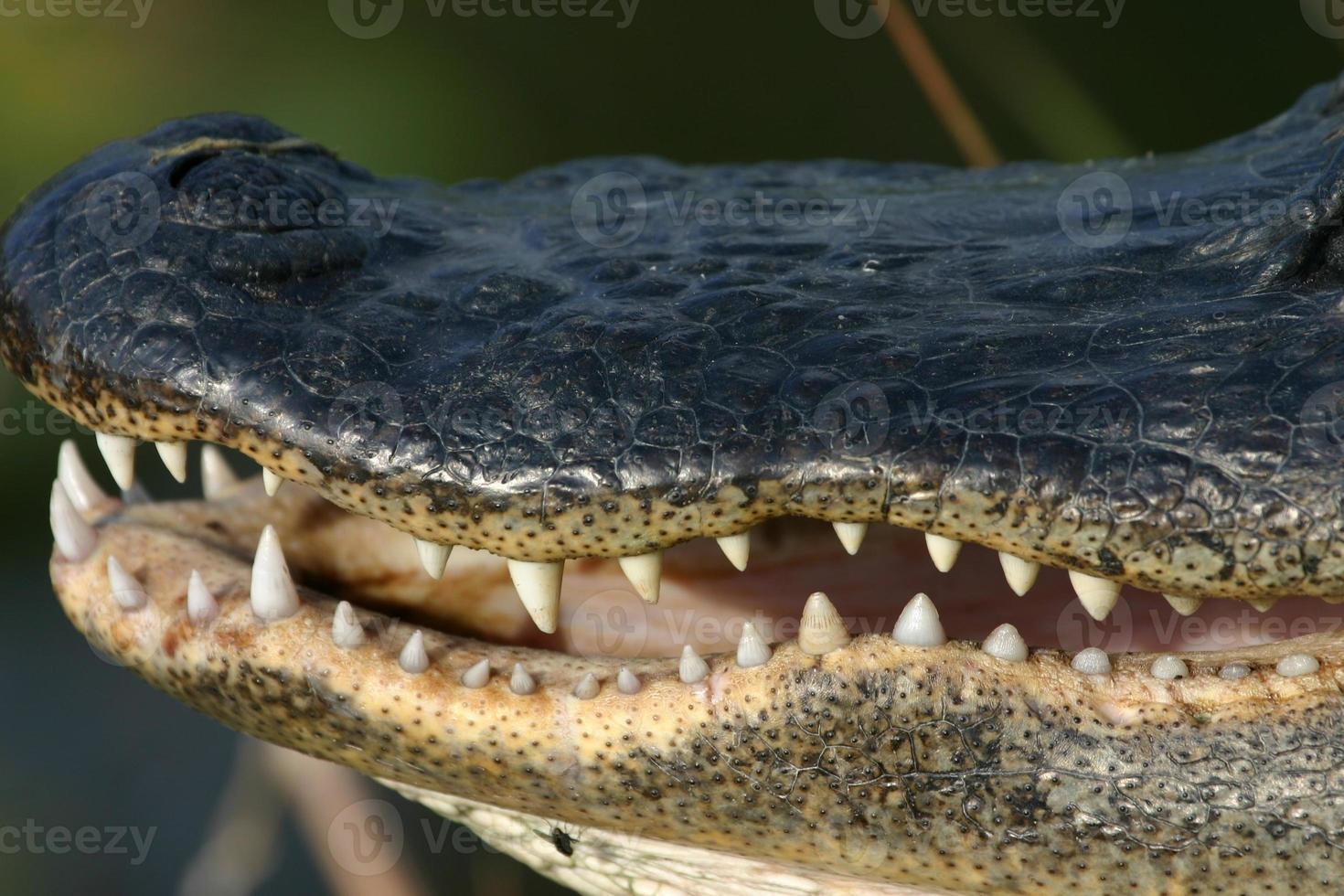Alligator mouth photo