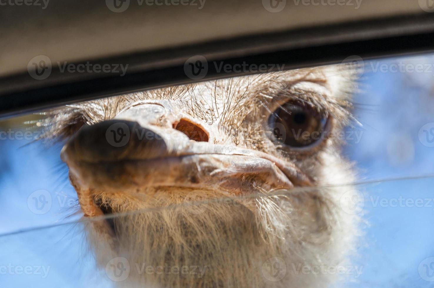 Wild ostrich pokes its beak into the window photo