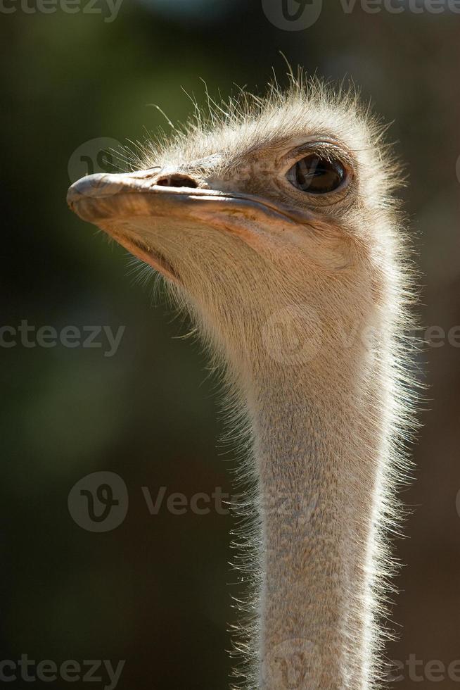Ostrich head photo