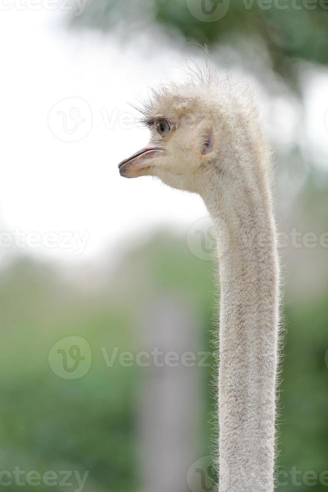 Close up ostrich head vertical photo