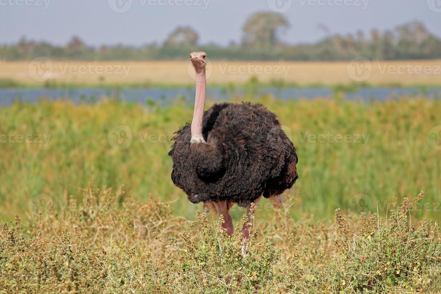 avestruz macho foto