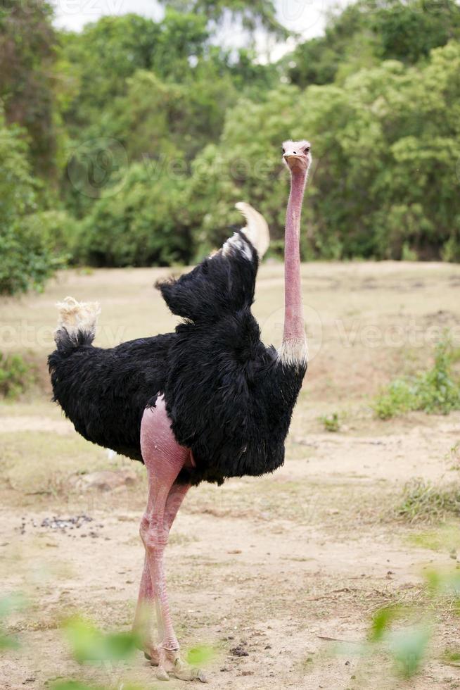 avestruz africana salvaje foto