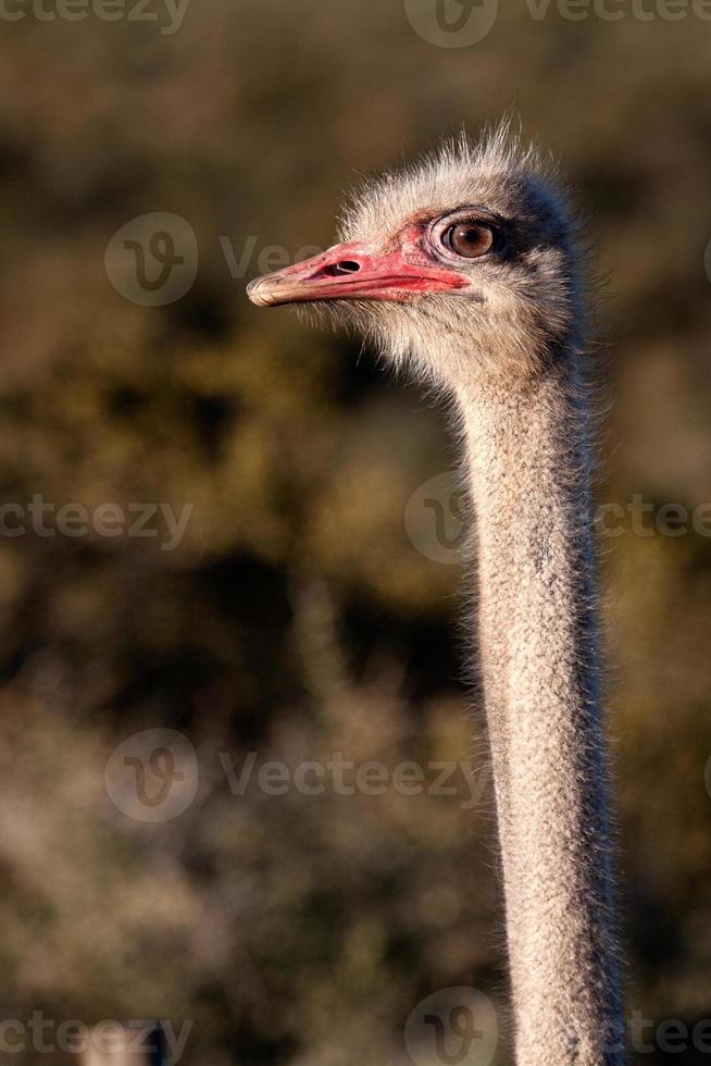 cabeza de avestruz foto