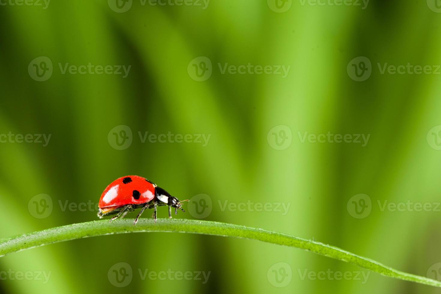 Ladybug on Grass Over Green Bachground photo