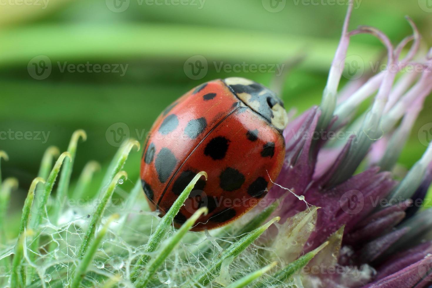 ladybug on flower photo