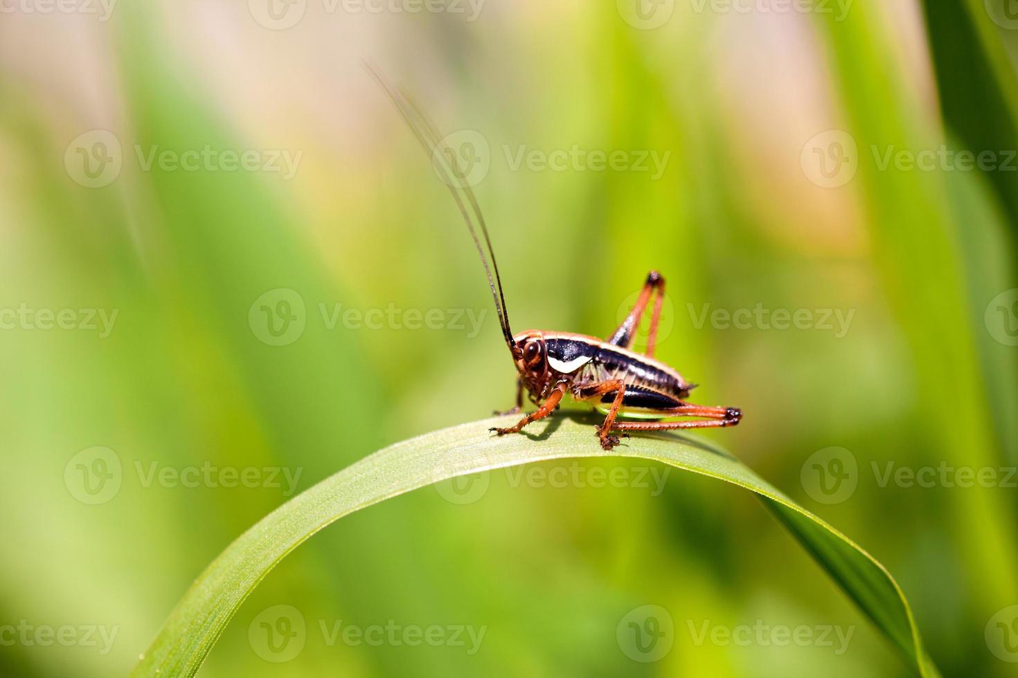 Grasshopper on leaf photo