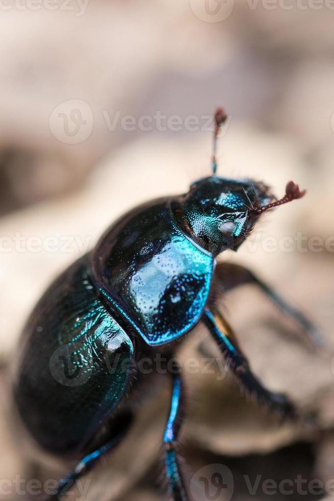 Imagen macro de un escarabajo negro en una hoja foto