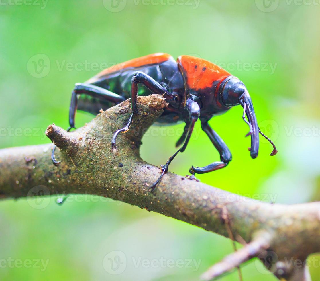 Insectos escarabajo naranja en bosques tropicales de Tailandia foto